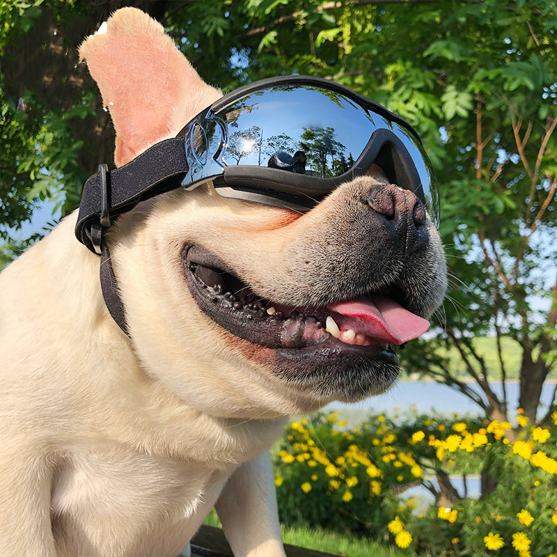 Windproof Dog Goggles null
